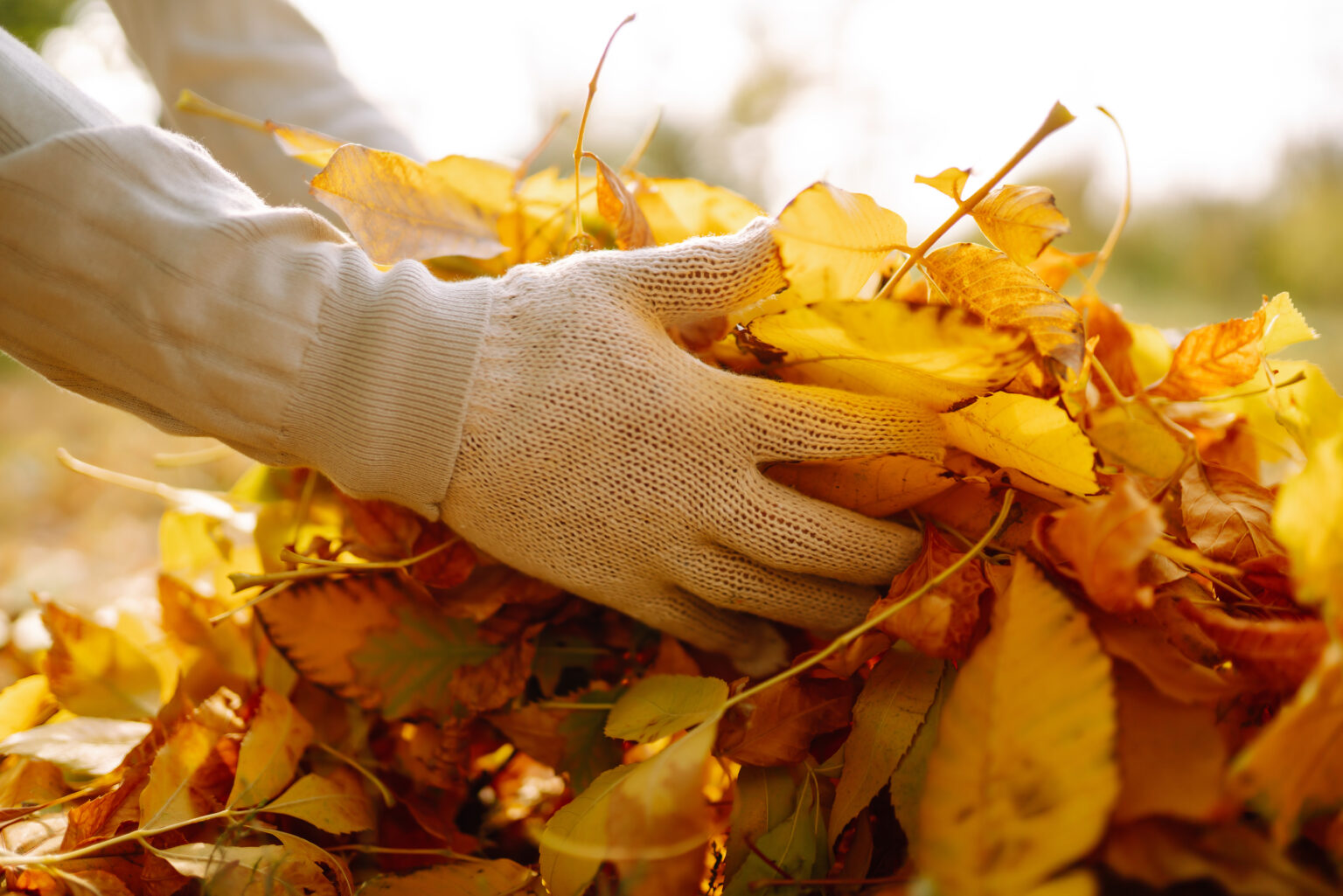 Close Up Of a male hand Raking Autumn Leaves In Garden. Autumn garden works.